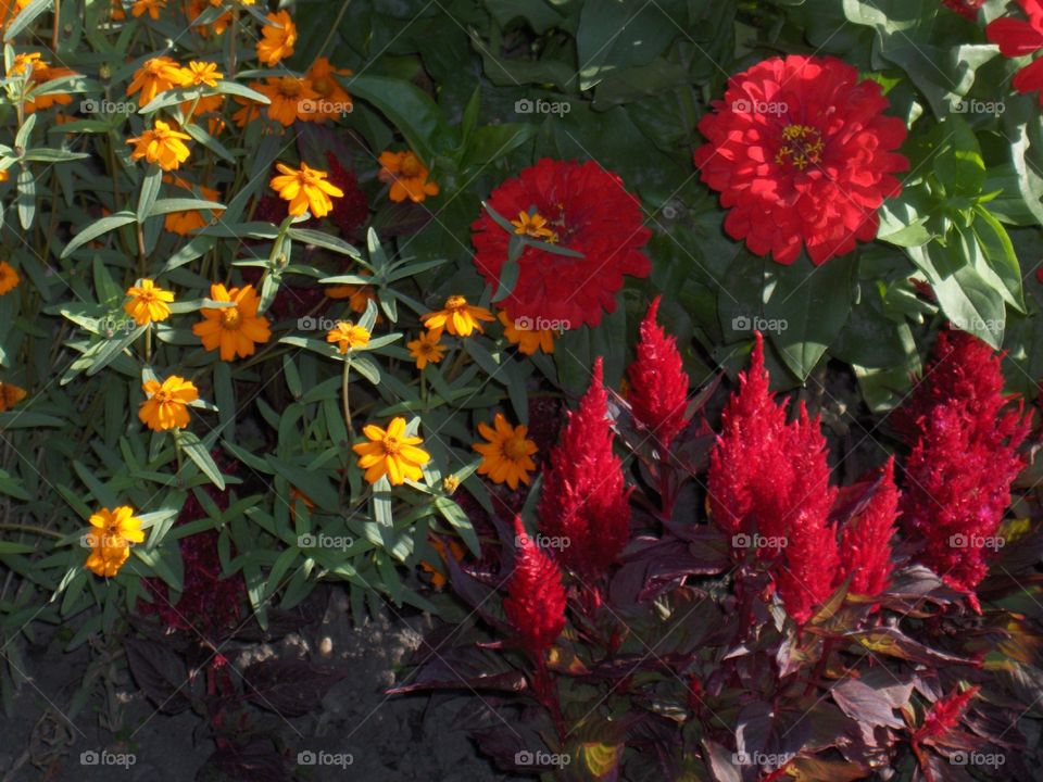 Punte di colore. Isola Margherita, Budapest, Ungheria