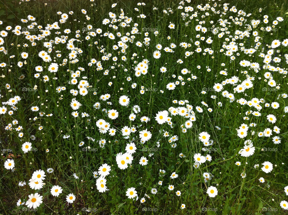 sweden flowers meadow botany by bj