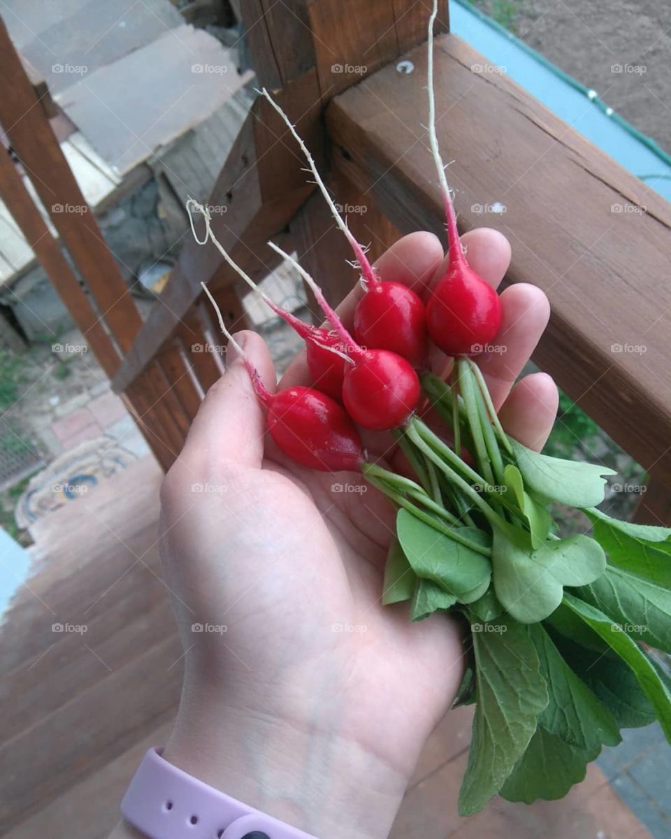 First radish harvest