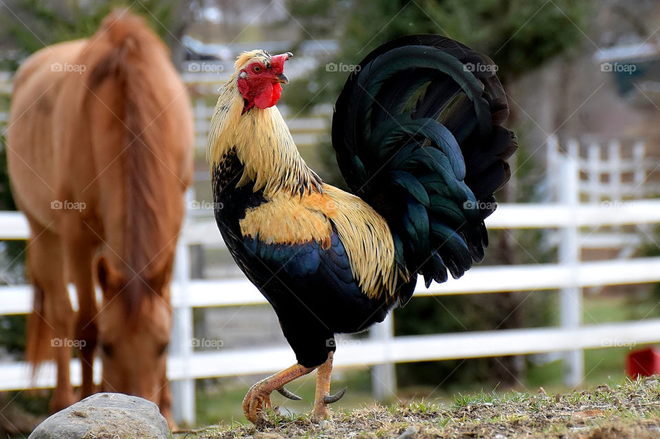 Rooster at farm