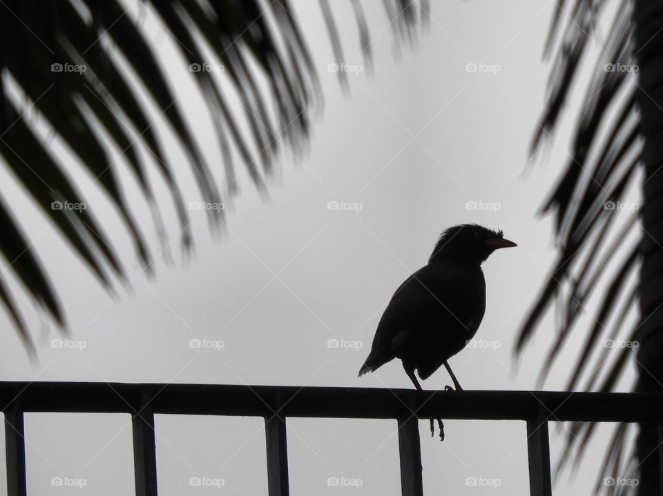 Bird black and white 