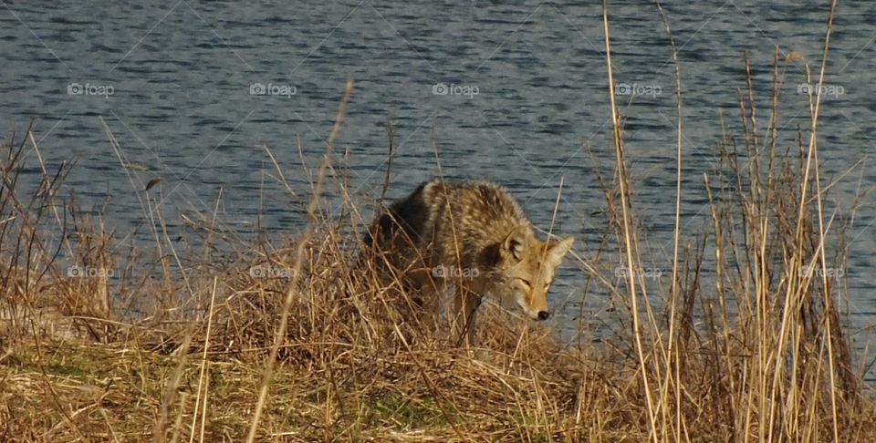 Wolf hunting near river in Canada 