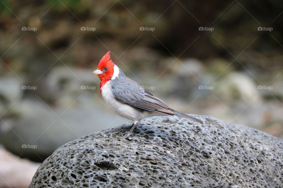 Exotic bird perching on a rock by the beach 