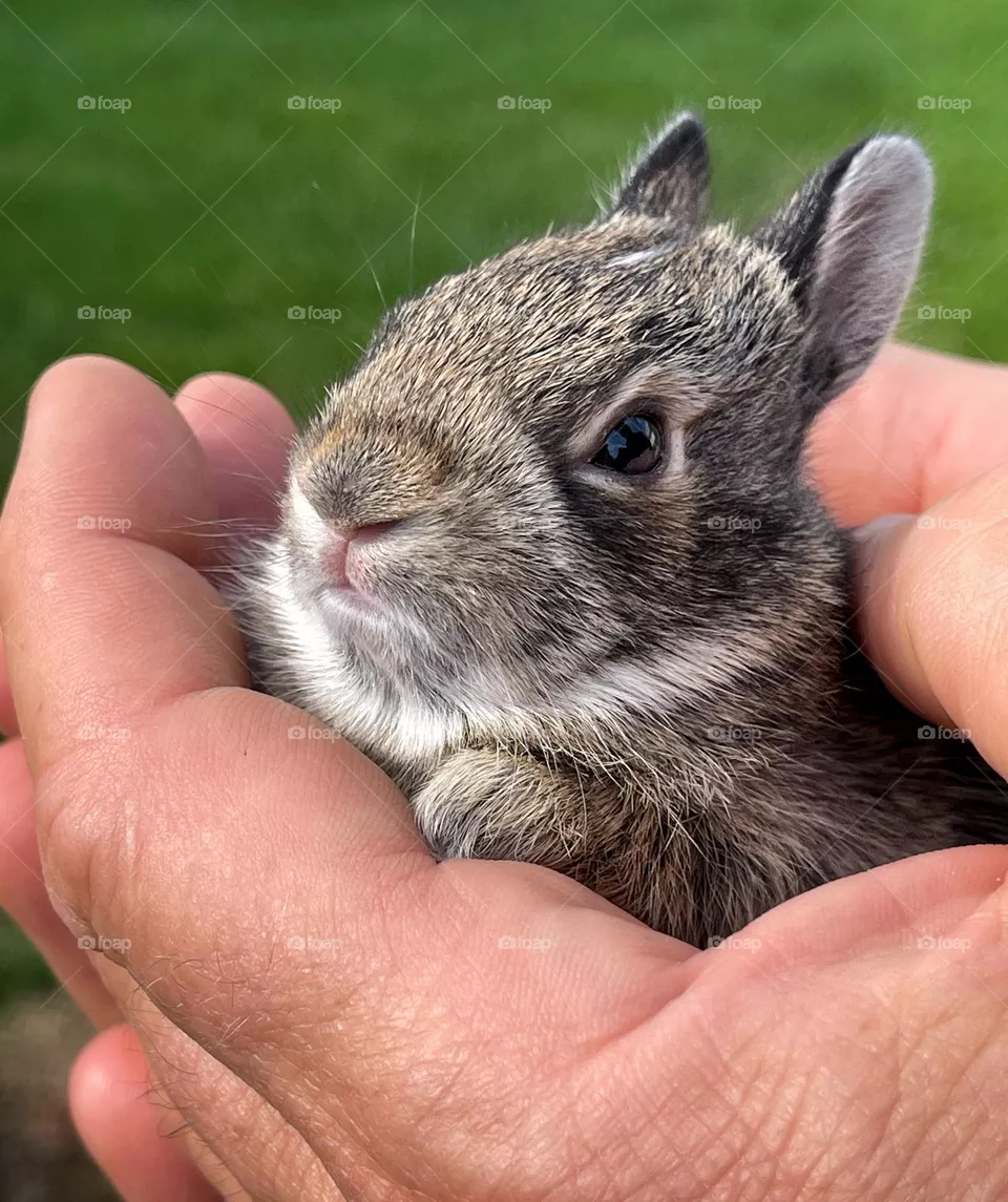 Bunny