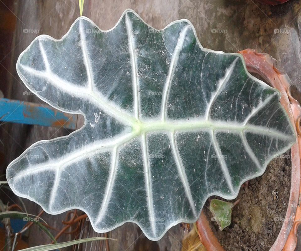 Beautiful leaf which is eye cathing