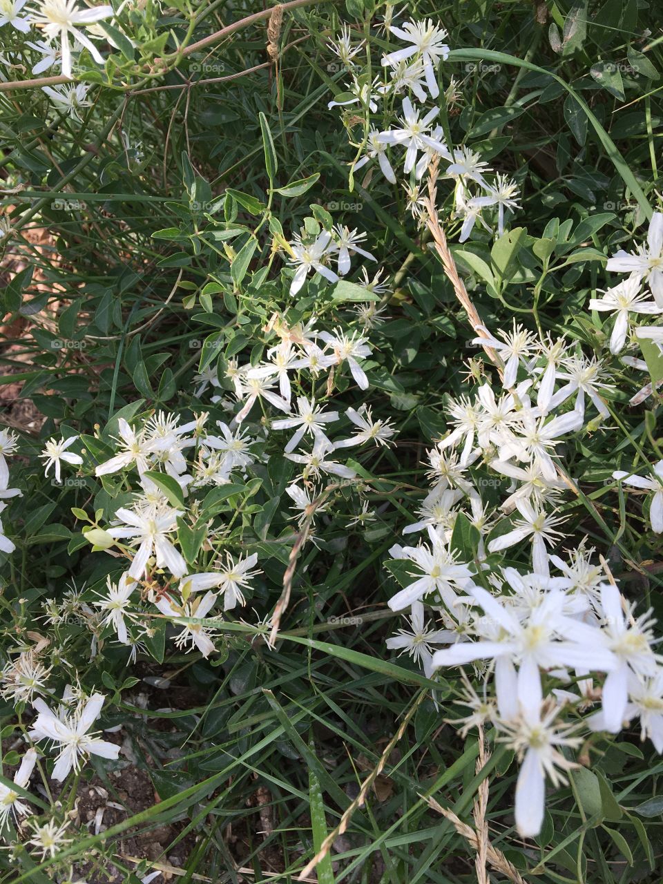 Wild summer flowers from meadow 