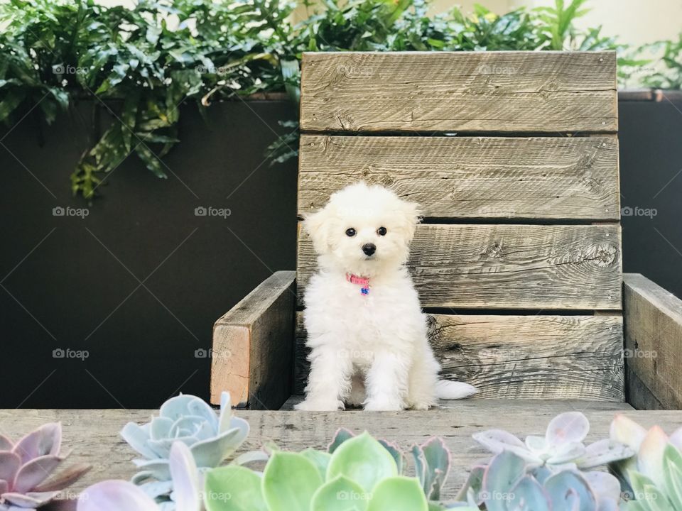 Small Bichon baby sedately sitting on wooden chair with succulent garden and foliage. 