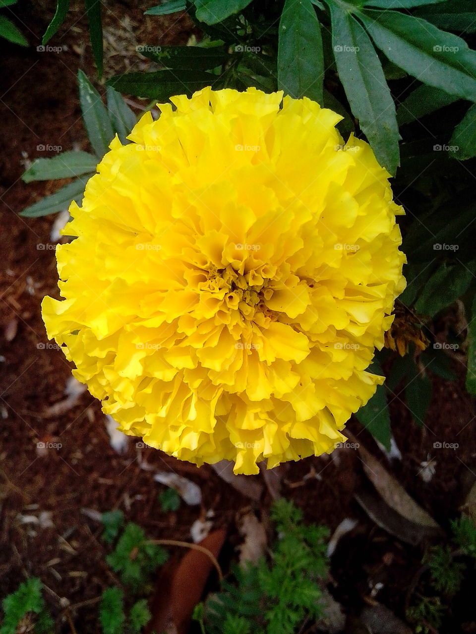  The Chrysanthemum