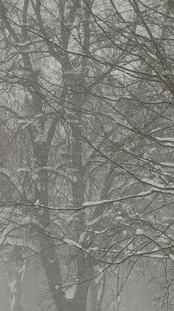 tree in snow