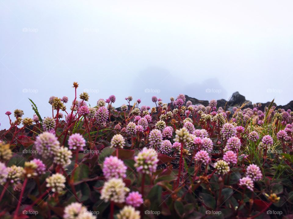 View of pink flowers