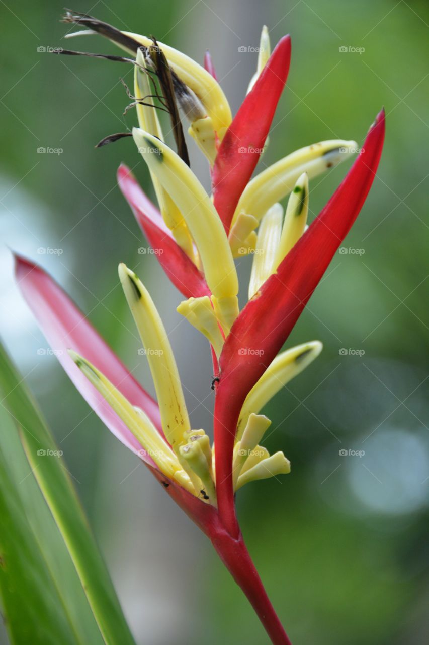 Bird of paradise growing outdoors