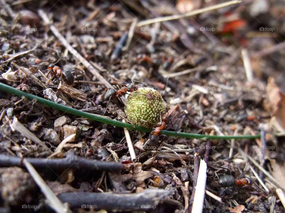 There is an ant hill close to my house.  The weather has been nice so the ants have been very busy and active. I noticed that many ants makes an interesting sound.