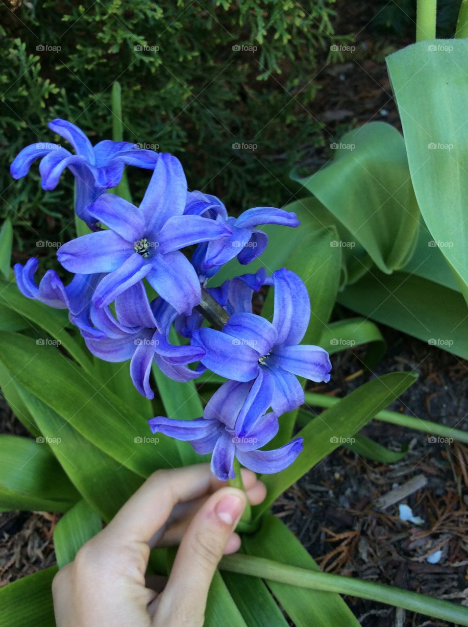 Flower, Flora, Nature, Garden, Leaf