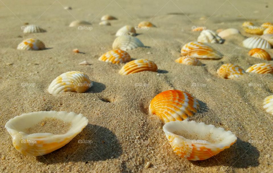 Seashells on sandy beach