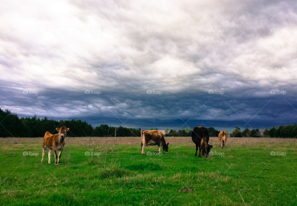 Stormy Pasture