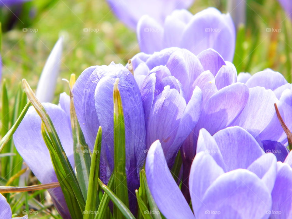 beautiful spring flowers and beautiful color
