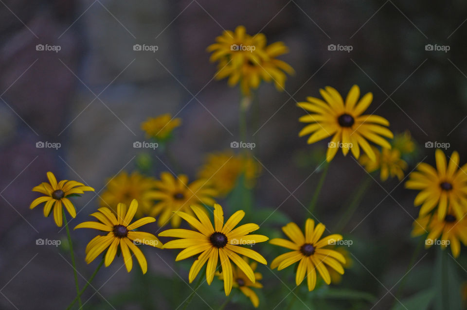 beautiful flowers grow in the summer garden