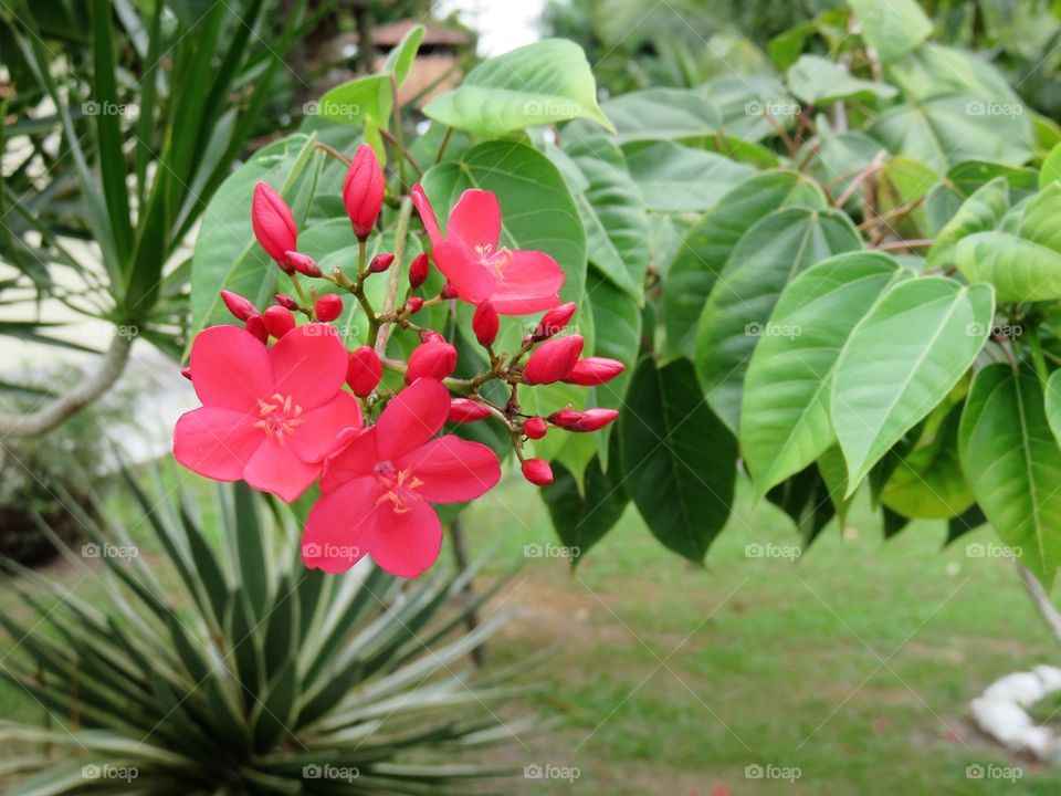 Pink flowers