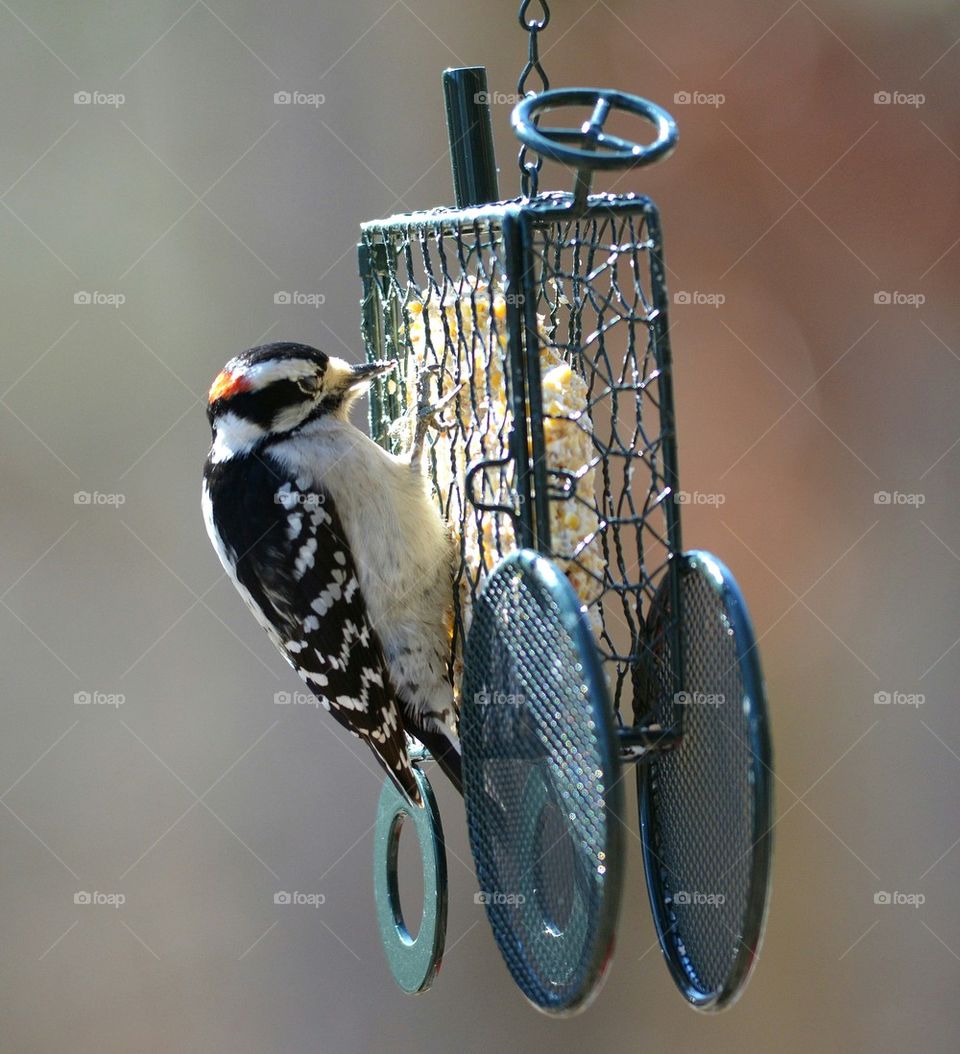 Downy Woodpecker on a Tractor Suet Feeder