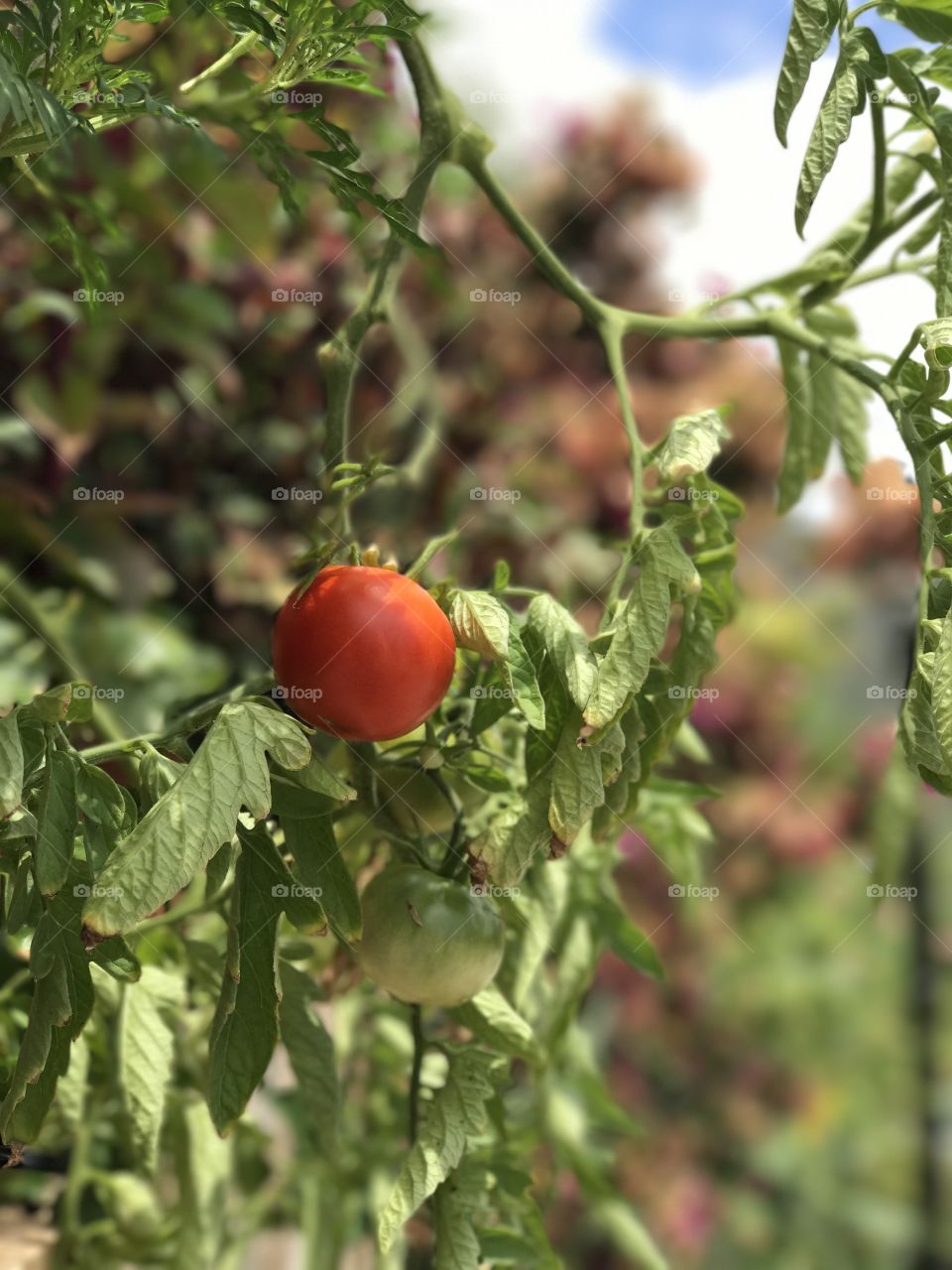 Tomato 