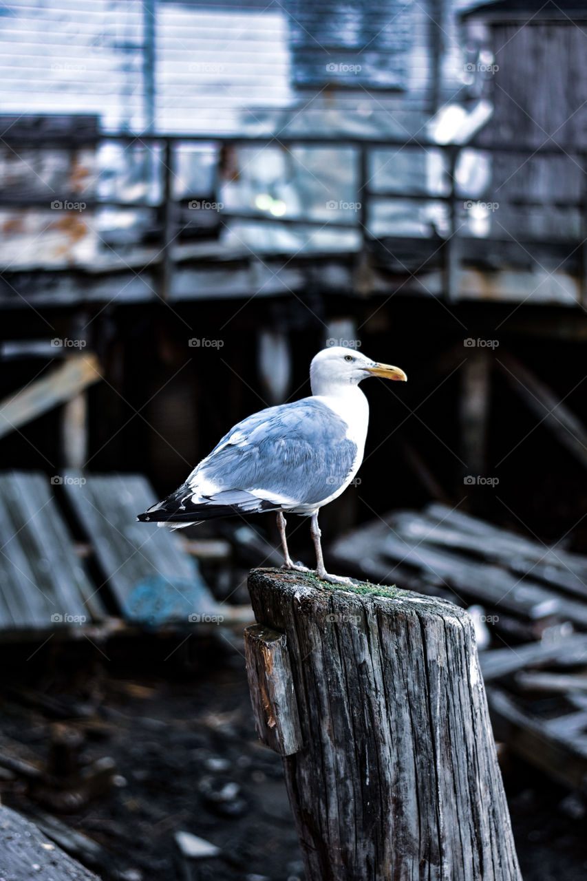 This bird will steal your food and belongings if you’re not paying attention! Beware! You have been warned! 