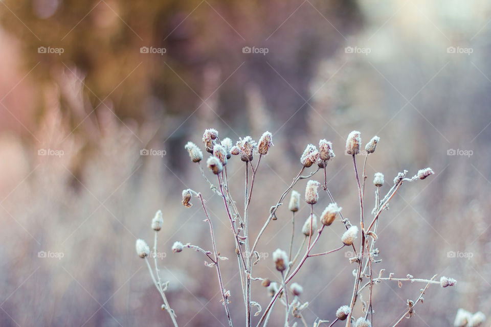 Hoarfrosted herbs
