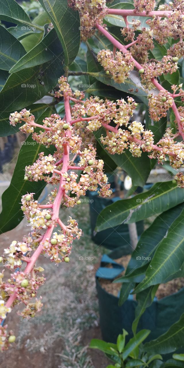 mangoes flower