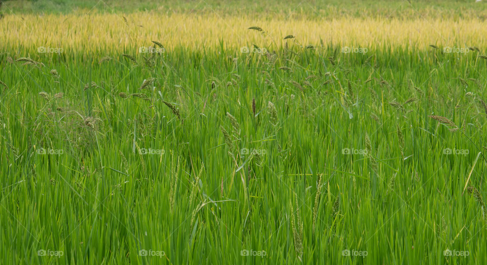 Amazing color gradation photos in rice fields
