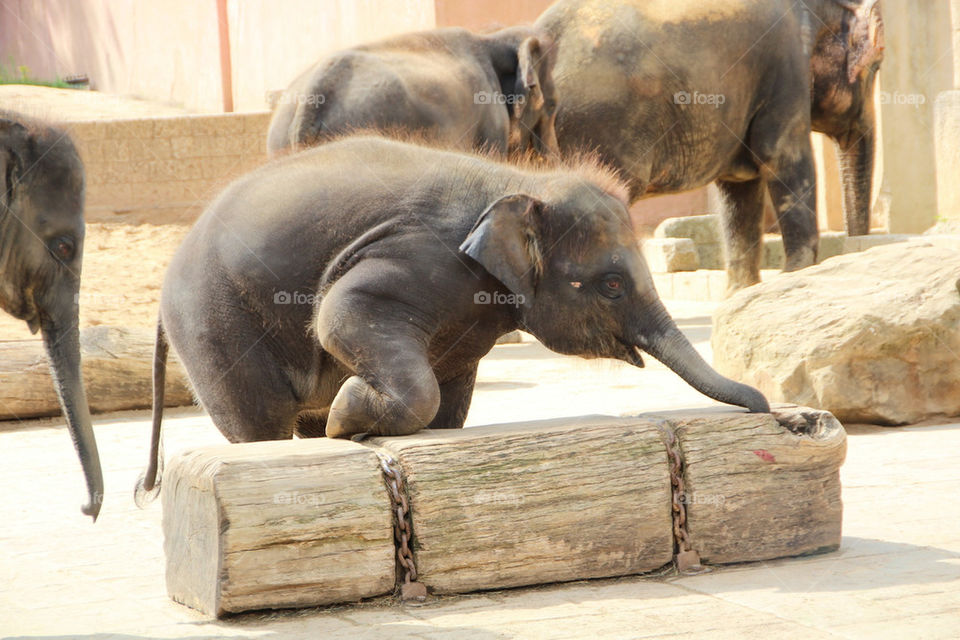 animal mammals zoo elephant by stef79