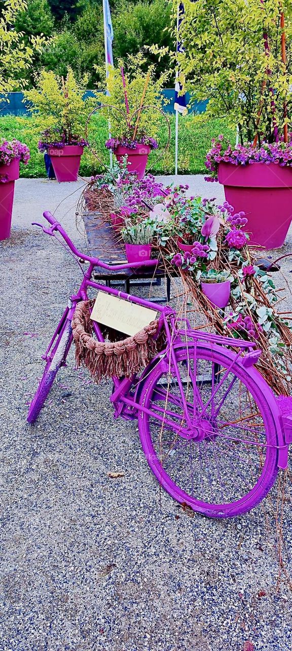 This bicycle with a rosé macramé basket was painted purple to identify it as an art object, the same color as the potted flowers nearby. It was shown at the “Bayerische Landesgartenschau”, the “Bavarian State Garden Show”. 2023.  Hypnotic Productions