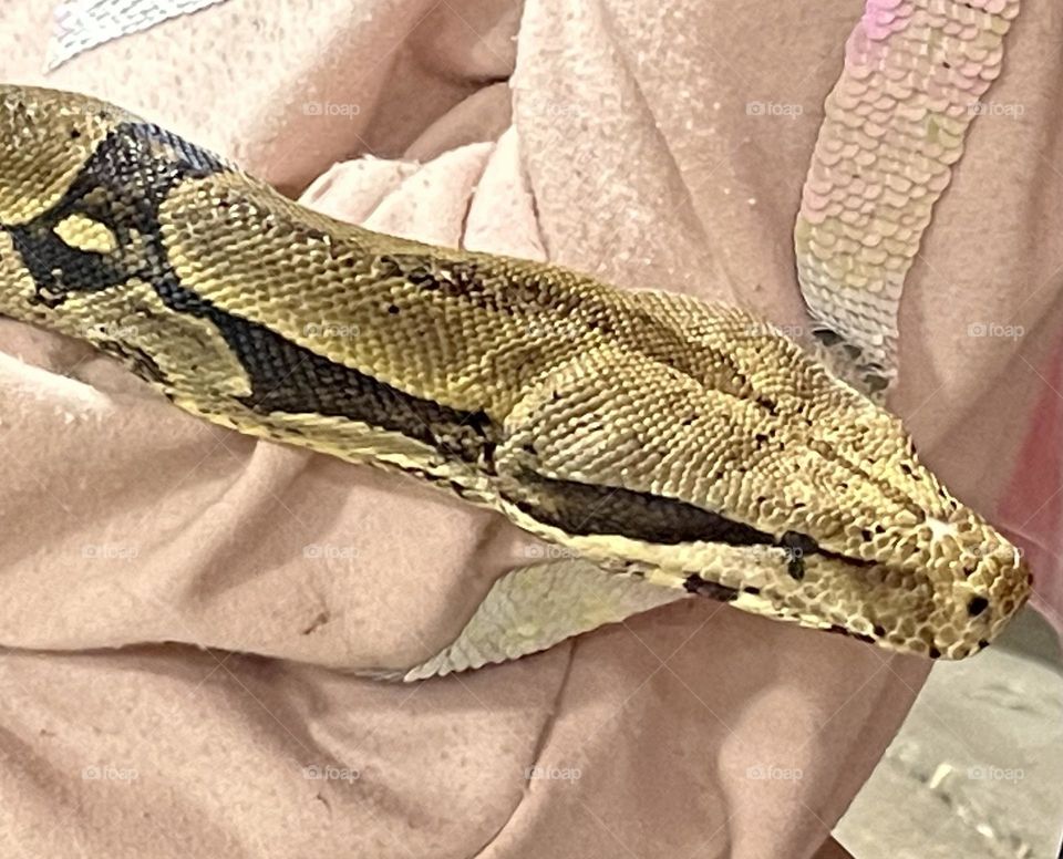 Close up of a Python, crawling on a young girl with a light pink sweater