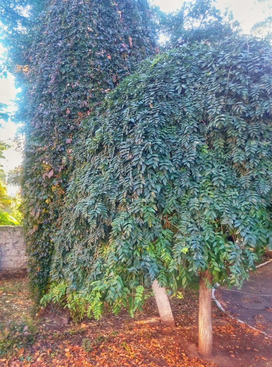 Trees деревья