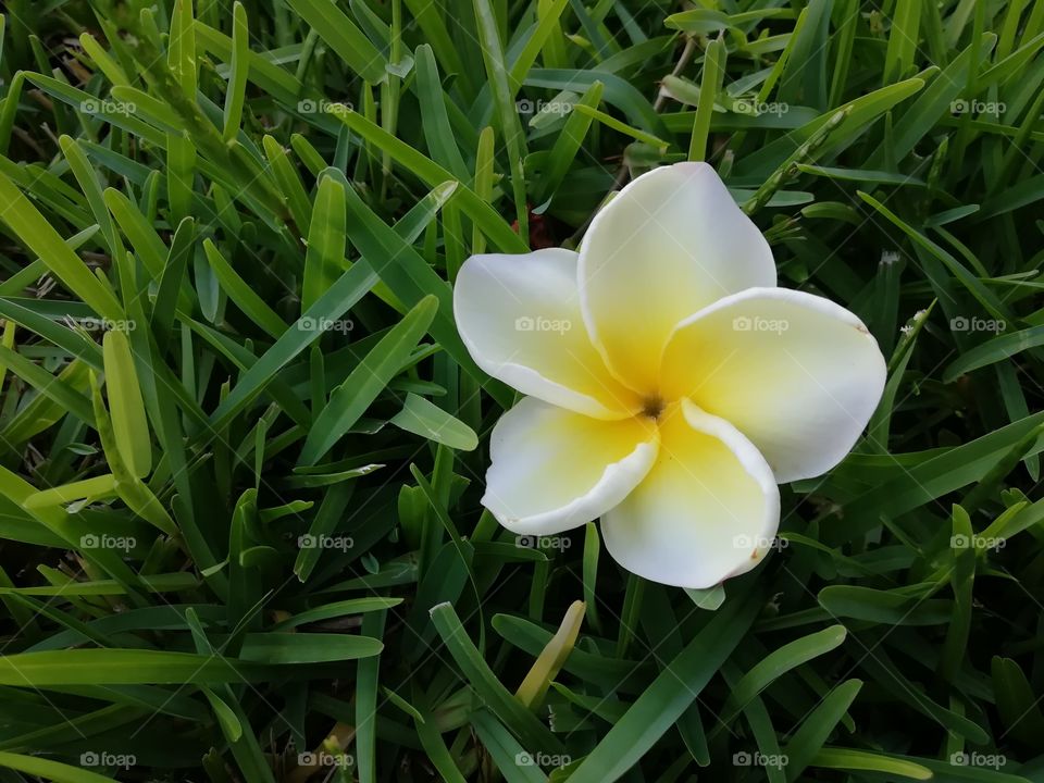 flower in the grass