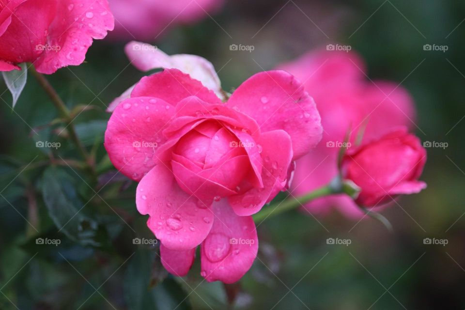 Pink Roses