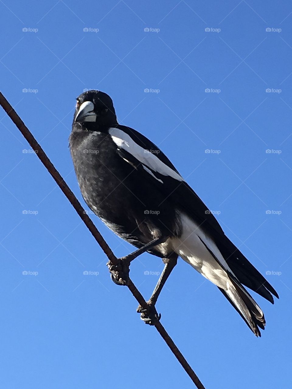 Australian magpie closeup on a wire
