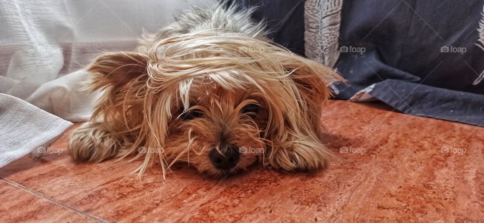 disheveled yorkshire terrier dog on the floor resting