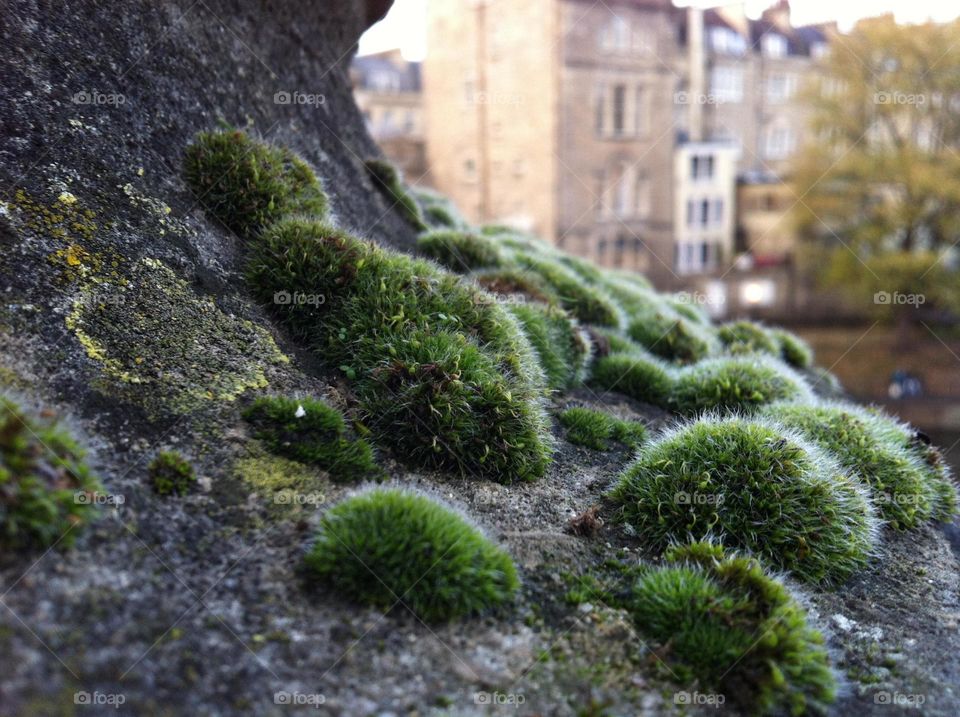Moss growing on rock