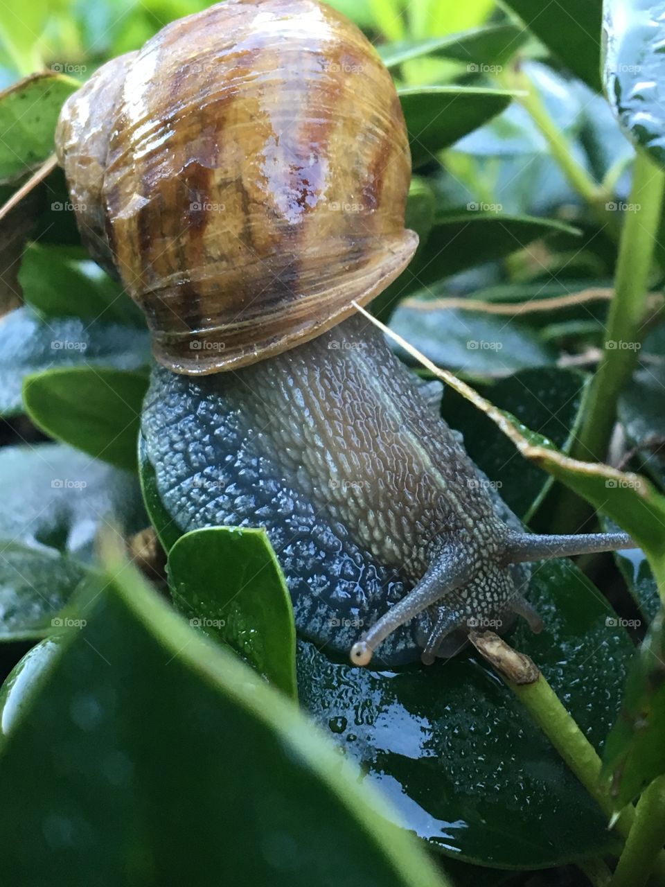 Snail in a bush