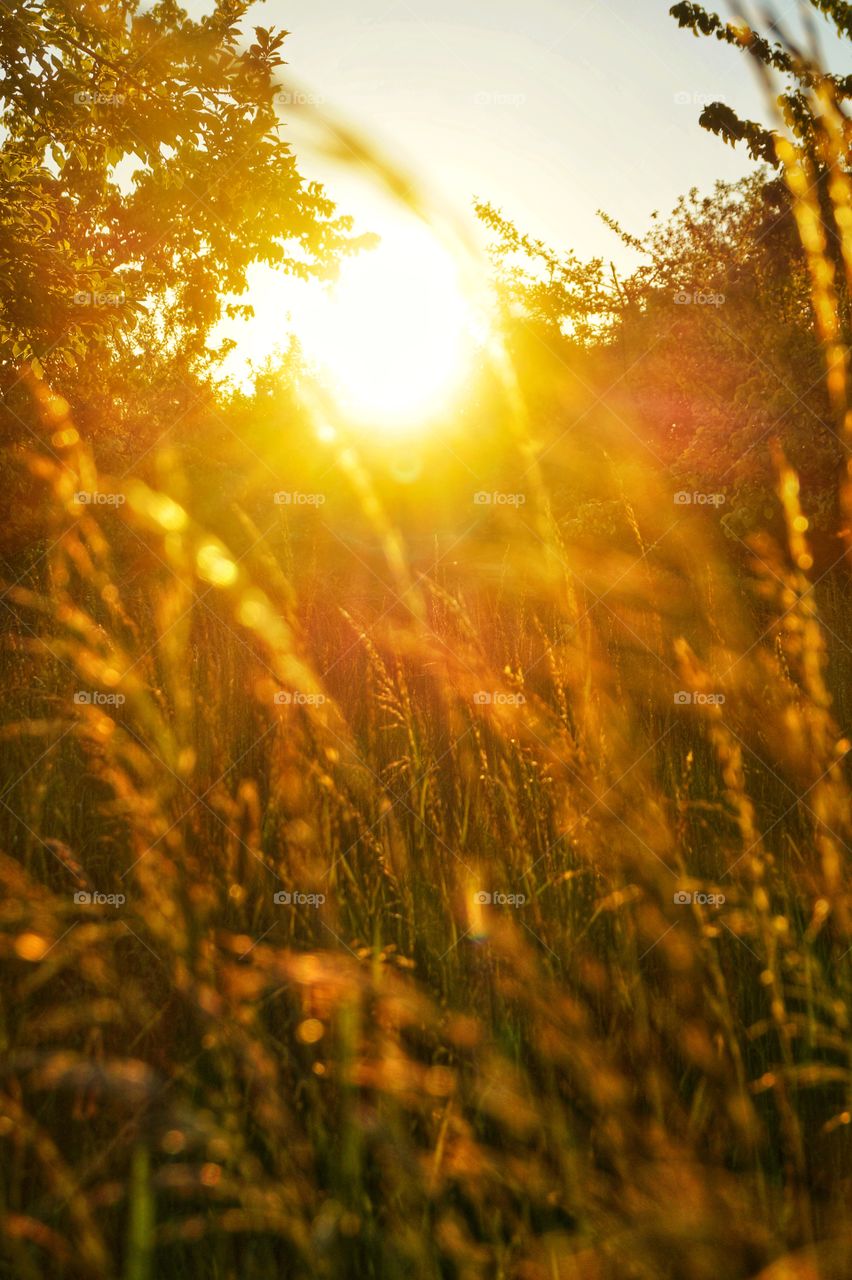 Golden summer 