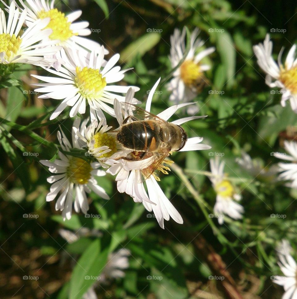 bee