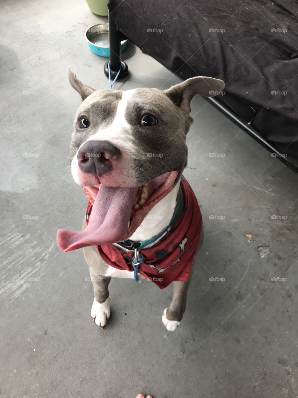 Adorable Happy Pitbull Face - Friendly Dog with Tongue Sticking Out - Incredibly Sweet Puppy Boop