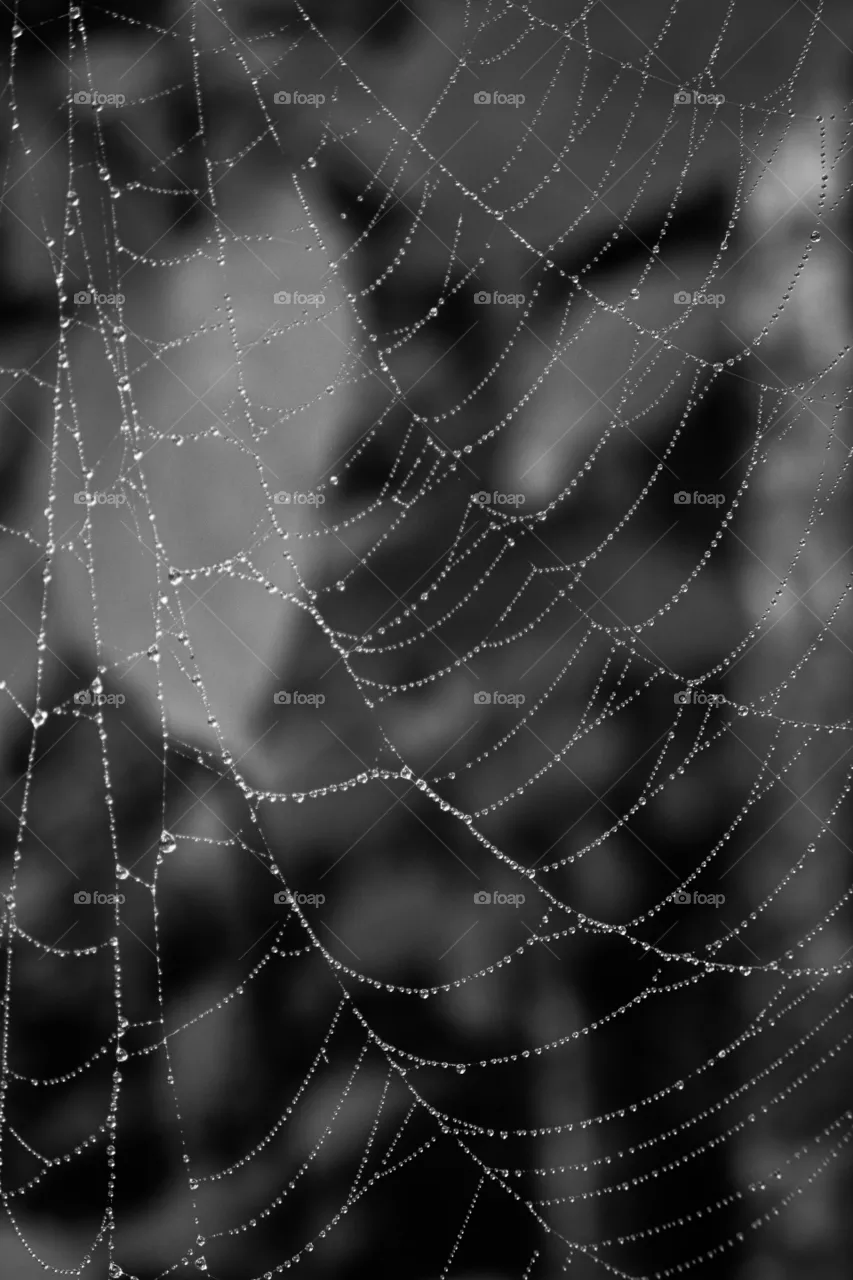 Teia de aranha.