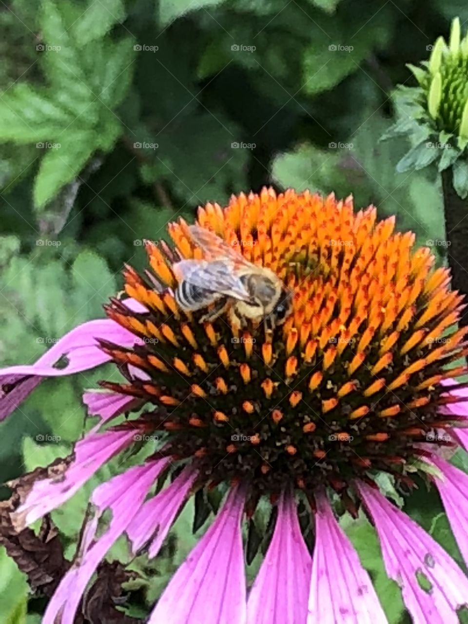 Flower with honeybee