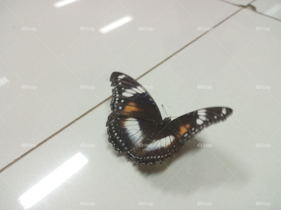 beautiful butterfly in the office