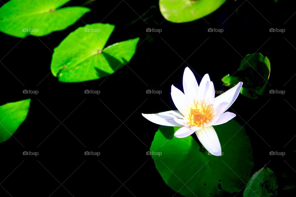 Waterlilies 