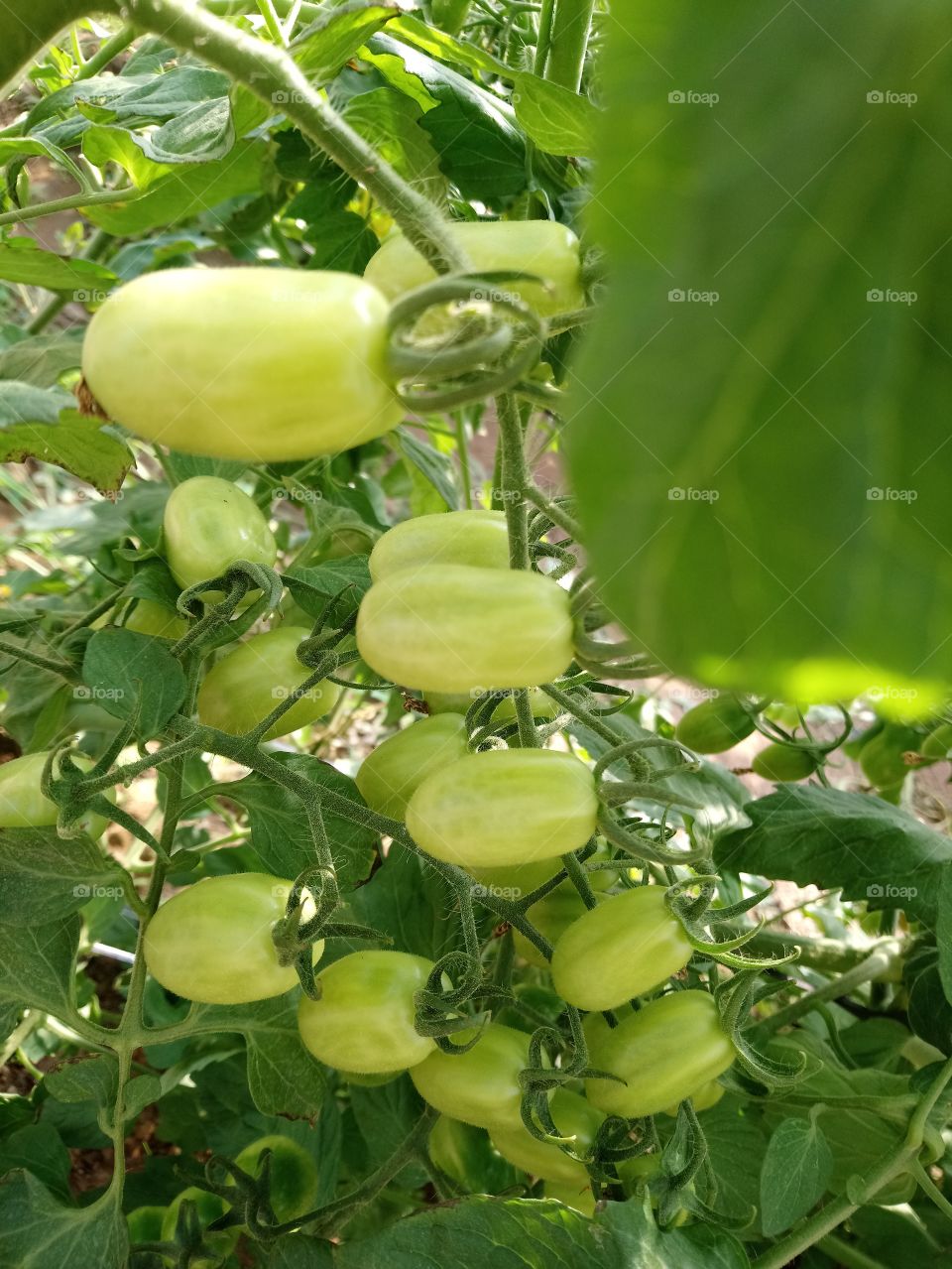 Tomates sem agrotóxicos!!!