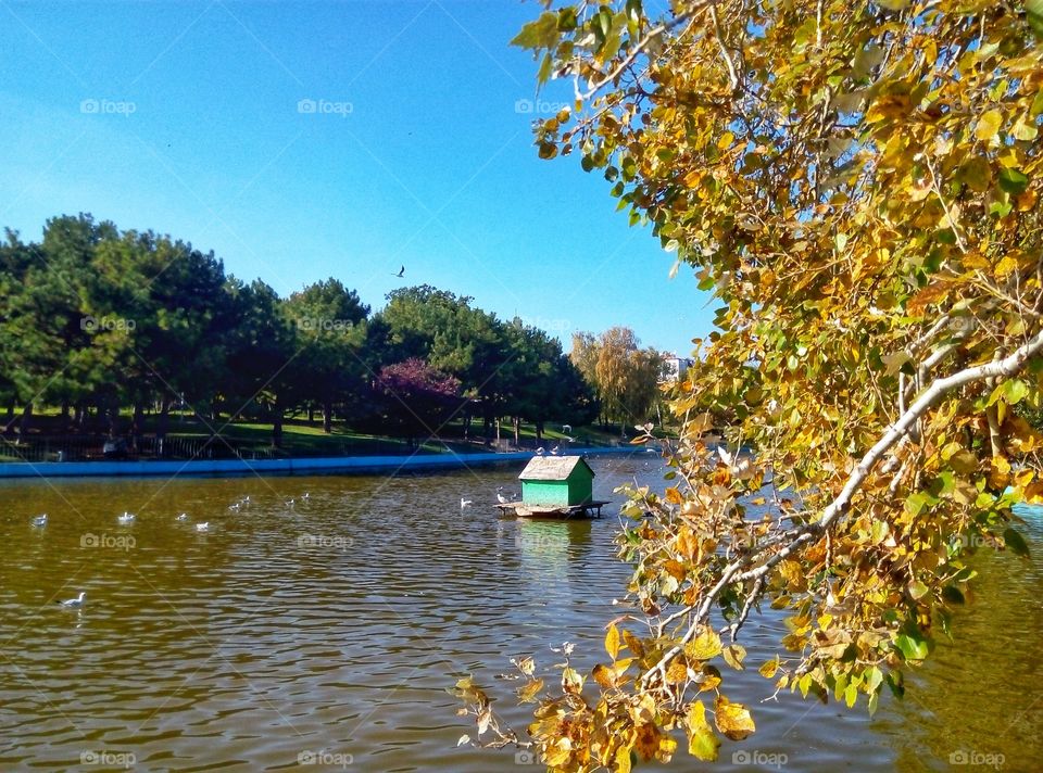 park lake trees озеро парк деревья