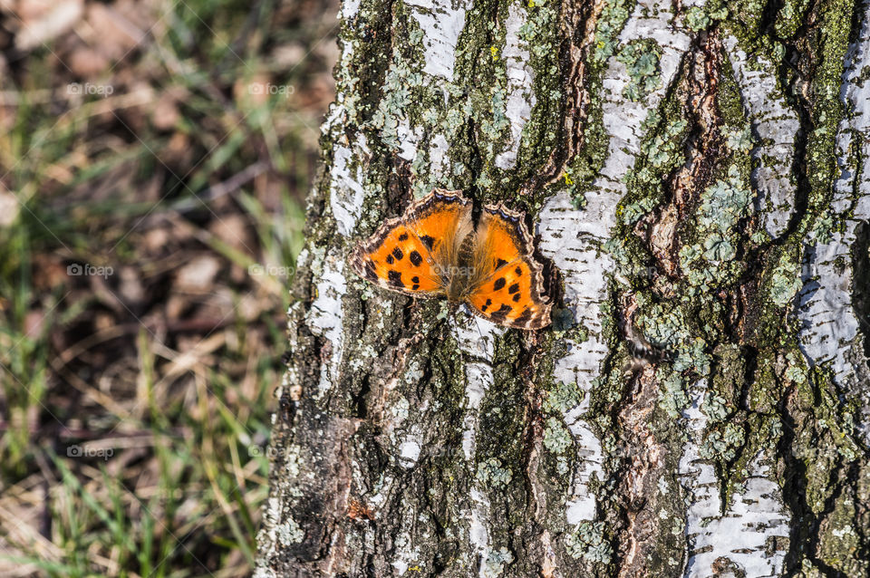 Orange butterfly