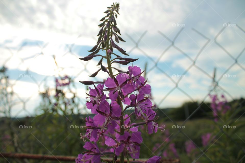 Цветы, насекомые, мухи, лисстья, лето, небо, красные лепестки, бардовое растение, макро фото