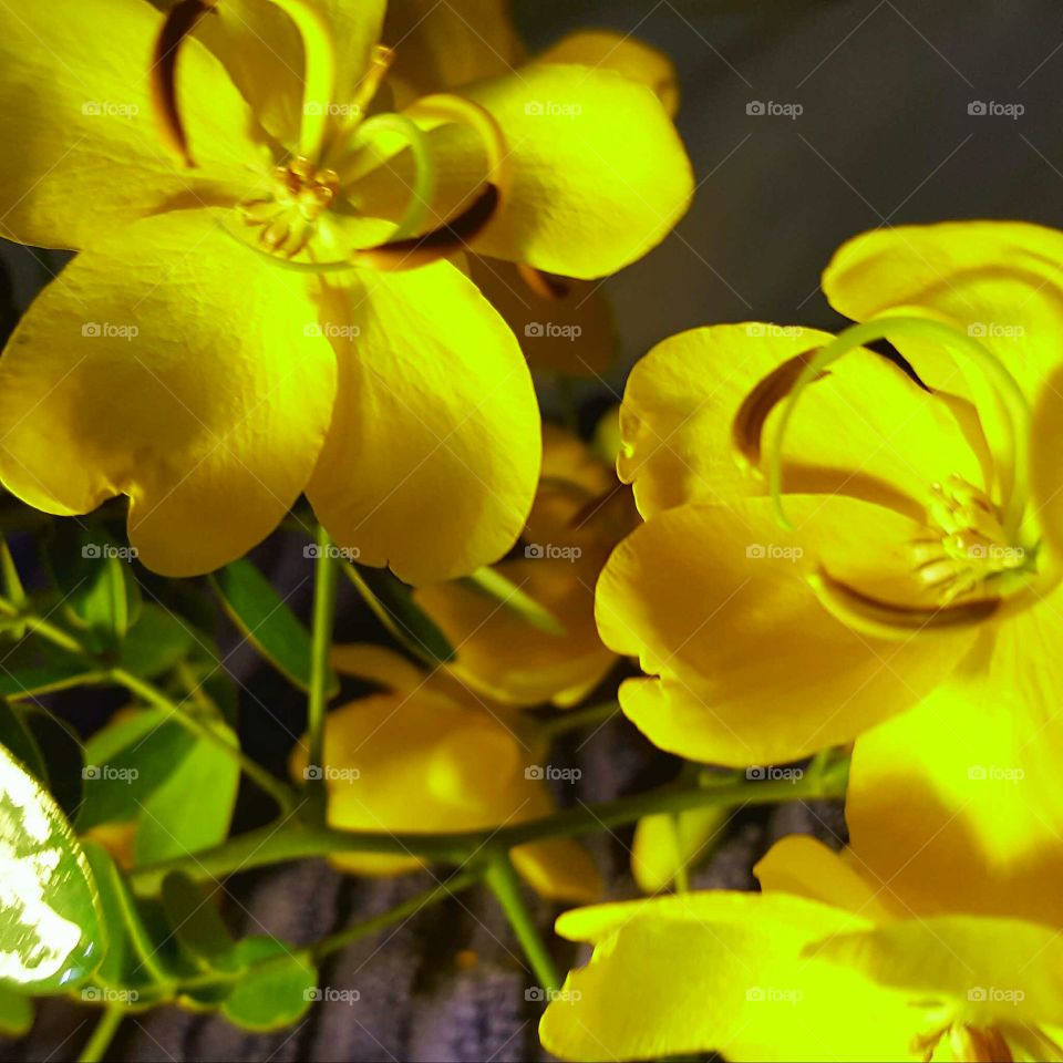 yellow